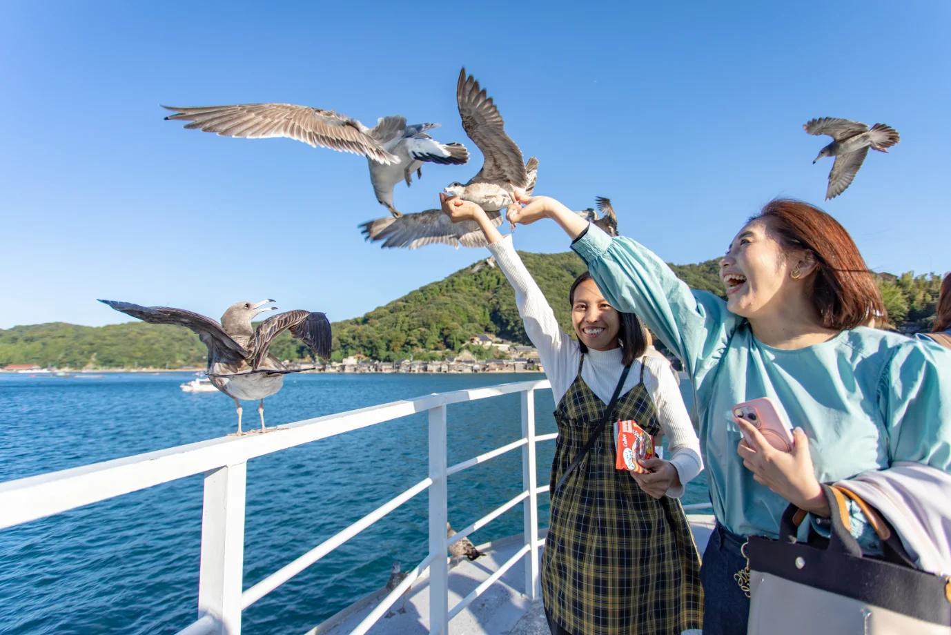 伊根灣遊船餵食海鷗