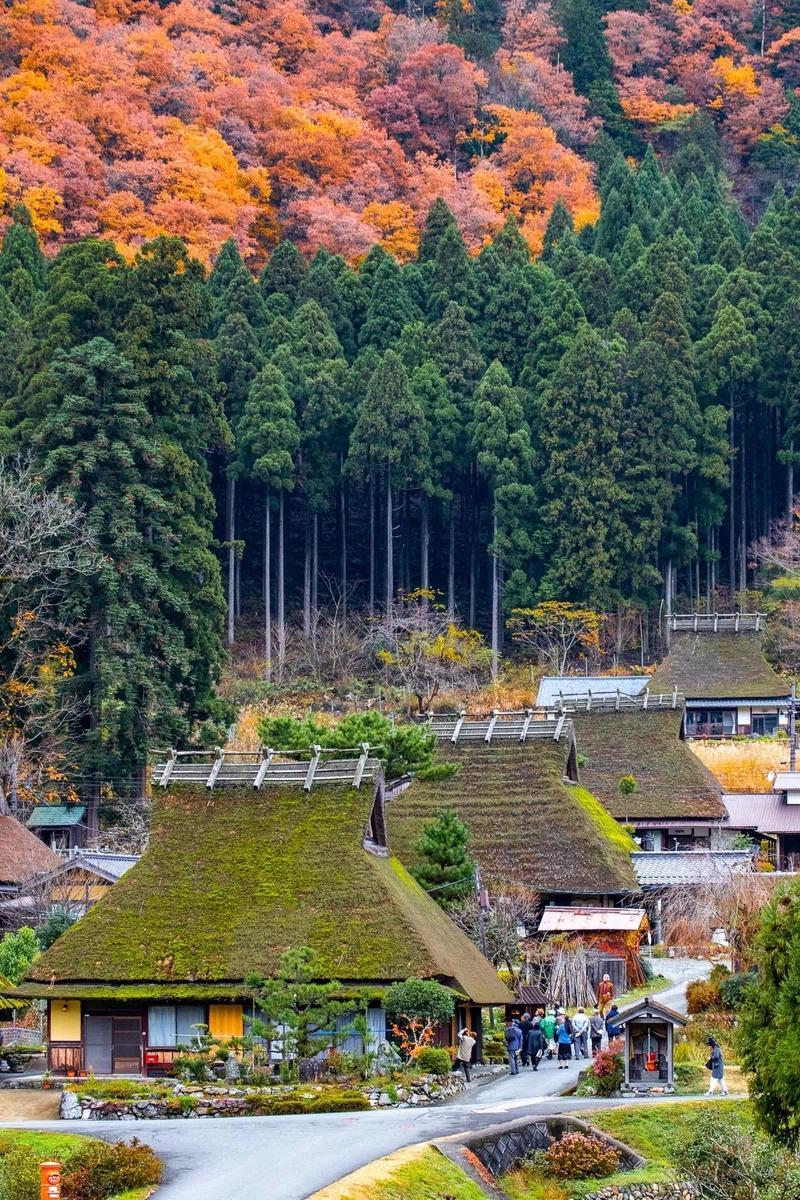 美山合掌村茅草屋頂與紅葉山景